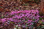 ANNES GARDEN, YORKSHIRE: WINTER, FEBRUARY, PINK FLOWERS OF CYCLAMEN COUM, BLOOMS, FLOWERING, BULBS