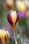 ANNES GARDEN, YORKSHIRE: WINTER: PURPLE, YELLOW FLOWERS OF CROCUS HERALD, BULBS, WINTER, FEBRUARY