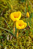 ANNES GARDEN, YORKSHIRE: WINTER: YELLOW FLOWERS OF CROCUS , BULBS, WINTER, FEBRUARY