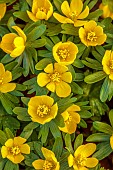 ANNES GARDEN, YORKSHIRE: WINTER: YELLOW FLOWERS OF ACONITES, ERANTHIS HYEMALIS, BULBS, WINTER, FEBRUARY