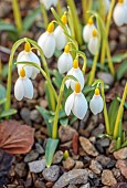 ANNES GARDEN, YORKSHIRE: WINTER: YELLOW, WHITE FLOWERS OF SNOWDROPS, GALANTHUS DRYAD GOLD BULLION, BULBS, FEBRUARY