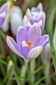 ANNES GARDEN, YORKSHIRE: WINTER: PALE PURPLE FLOWERS OF CROCUS TOMMASINIANUS BOBO, BULBS, WINTER, FEBRUARY
