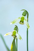 DRYAD NURSERY, YORKSHIRE: GREEN, WHITE FLOWERS OF SNOWDROP, GALANTHUS DRYAD NEW GREEN, BULBS, JANUARY, WINTER, BLOOMS