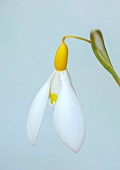 DRYAD NURSERY, YORKSHIRE: WHITE, YELLOW FLOWERS OF SNOWDROP, GALANTHUS DRYAD GOLD SOVEREIGN , BULBS, JANUARY, WINTER, BLOOMS
