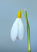 DRYAD NURSERY, YORKSHIRE: WHITE, YELLOW FLOWERS OF SNOWDROP, GALANTHUS DRYAD GOLD RIBBON, BULBS, JANUARY, WINTER, BLOOMS
