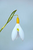 DRYAD NURSERY, YORKSHIRE: WHITE, YELLOW FLOWERS OF SNOWDROP, GALANTHUS DRYAD GOLD SOVEREIGN , BULBS, JANUARY, WINTER, BLOOMS