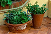 TERRACOTTA POT PLANTED WITH FOLLOWING HERBS: PARSLEY  SAGE  CHIVES AND MINT. DESIGNER: JANE NICHOLS