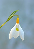 DRYAD NURSERY, YORKSHIRE: YELLOW, WHITE FLOWERS OF SNOWDROPS, GALANTHUS DRYAD GOLD SOVEREIGN, BULBS, WINTER, FEBRUARY
