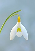DRYAD NURSERY, YORKSHIRE: YELLOW, WHITE FLOWERS OF SNOWDROPS, GALANTHUS DRYAD GOLD CHARM, BULBS, WINTER, FEBRUARY