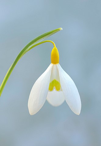 DRYAD_NURSERY_YORKSHIRE_YELLOW_WHITE_FLOWERS_OF_SNOWDROPS_GALANTHUS_DRYAD_GOLD_CHARM_BULBS_WINTER_FE