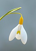 DRYAD NURSERY, YORKSHIRE: YELLOW, WHITE FLOWERS OF SNOWDROPS, GALANTHUS DRYAD GOLD STAR, BULBS, WINTER, FEBRUARY