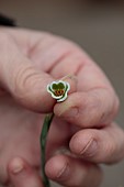 DRYAD NURSERY, YORKSHIRE: ANNE WRIGHT HOLDING GALANTHUS KERA WITH PULLED OFF PETALS READY FOR CROSSING WITH DRYAD GOLD NUGGET