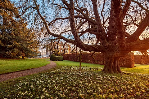 GOLDSBOROUGH_HALL_YORKSHIRE_WINTER_WOODLAND_LAWN_TREES_SNOWDROPS_DAWN_SUNRISE_PATHS_BEECH_HEDGES_HED