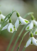 GOLDSBOROUGH HALL, YORKSHIRE: WINTER, GREEN, WHITE FLOWERS OF SNOWDROPS, GALANTHUS TRUMPS, BULBS