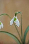 GOLDSBOROUGH HALL, YORKSHIRE: WINTER: WHITE FLOWERS, BLOOMS OF SNOWDROPS, GALANTHUS LAPWING, BULBS, FEBRUARY