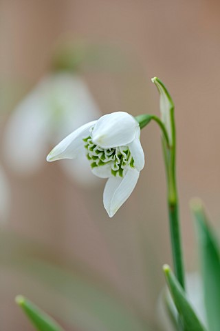 GOLDSBOROUGH_HALL_YORKSHIRE_WINTER_GREEN_WHITE_FLOWERS_BLOOMS_OF_SNOWDROPS_GALANTHUS_MISS_PRISSY_BUL