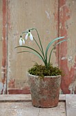GOLDSBOROUGH HALL, YORKSHIRE: WINTER: TERRACOTTA CONTAINER WITH GREEN, WHITE FLOWERS, BLOOMS OF SNOWDROPS, GALANTHUS LAPWING, BULBS, FEBRUARY