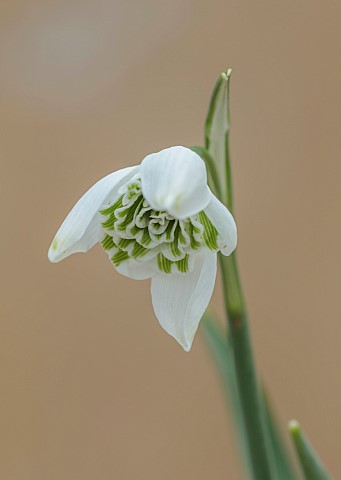 GOLDSBOROUGH_HALL_YORKSHIRE_WINTER_GREEN_WHITE_FLOWERS_BLOOMS_OF_SNOWDROPS_GALANTHUS_MISS_PRISSY_BUL
