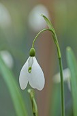 GOLDSBOROUGH HALL, YORKSHIRE: WINTER: GREEN, WHITE FLOWERS, BLOOMS OF SNOWDROPS, GALANTHUS PRELUDE, BULBS, FEBRUARY