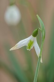 GOLDSBOROUGH HALL, YORKSHIRE: WINTER: GREEN, WHITE FLOWERS, BLOOMS OF SNOWDROPS, GALANTHUS WATERED SILK, BULBS, FEBRUARY