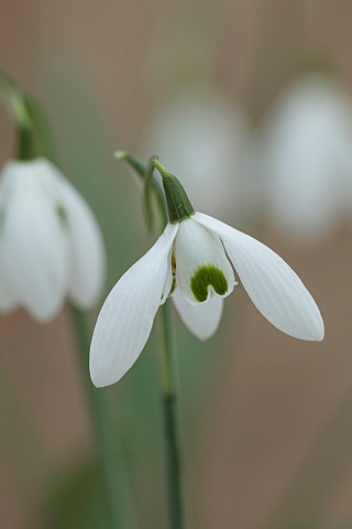 GOLDSBOROUGH_HALL_YORKSHIRE_WINTER_GREEN_WHITE_FLOWERS_BLOOMS_OF_SNOWDROPS_GALANTHUS_WHITE_SWAN_BULB