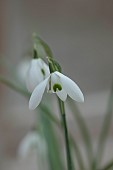 GOLDSBOROUGH HALL, YORKSHIRE: WINTER: GREEN, WHITE FLOWERS, BLOOMS OF SNOWDROPS, GALANTHUS WHITE SWAN, BULBS, FEBRUARY