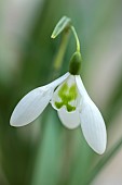 GOLDSBOROUGH HALL, YORKSHIRE: WINTER: WHITE FLOWERS, BLOOMS OF SNOWDROPS, GALANTHUS LAPWING, BULBS, FEBRUARY
