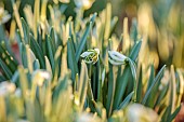 THENFORD ARBORETUM, NORTHAMPTONSHIRE: WINTER, FEBRUARY, SNOWDROPS, GREEN, WHITE FLOWERS, BLOOMS OF GALANTHUS BLEWBURY TART, BULBS
