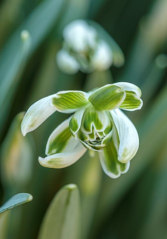THENFORD_ARBORETUM_NORTHAMPTONSHIRE_WINTER_FEBRUARY_SNOWDROPS_GREEN_WHITE_FLOWERS_BLOOMS_OF_GALANTHU