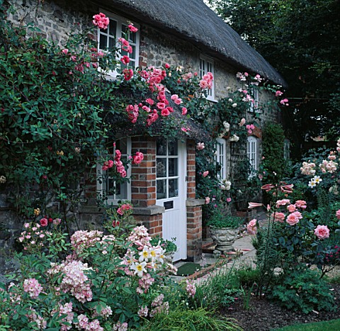ASHTREE_COTTAGE_FRONT_DOOR_WITH_ROSES_PINK_PERPETUAL__COMPASSION__SWAN_LAKE__HANDEL_LTOR_REGALE_LILI