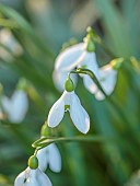 THENFORD ARBORETUM, NORTHAMPTONSHIRE: WINTER, FEBRUARY, SNOWDROPS, GALANTHUS RIZEHENSIS, BULBS