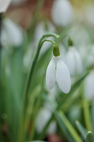 THENFORD_ARBORETUM__NORTHAMPTONSHIRE_WHITE_FLOWERS_BLOOMS_OF_SNOWDROPS_GALANTHUS_LADY_DALHOUSIE_BULB
