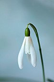 THENFORD ARBORETUM , NORTHAMPTONSHIRE: WHITE FLOWERS, BLOOMS OF SNOWDROPS, GALANTHUS GLACIER, BULBS, WINTER