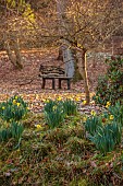 EVENLEY WOOD GARDEN, NORTHAMPTONSHIRE: TREES, WOODLAND, WINTER, FEBRUARY, DAFFODILS, NARCISSUS RIJNVELDTS EARLY SENSATION, WOODEN BENCH, SEAT