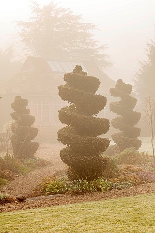LONGYARD_COTTAGE_ESSEX_WINTER_FEBRUARY_MIST_FOG_FOGGY_LAWN_CLIPPED_TOPIARY_SPIRAL_BAY