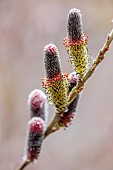 CLOSE UP PLANT PORTRAIT OF THE CATKINS OF SALIX GRACILISTYLA MOUNT ASO. PUSSY WILLOW, WILLOWS, FLOWERS, FLOWERING, SHRUBS, TREES