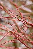 RHS GARDEN WISLEY, SURREY: RED BRANCHES, TWIGS OF JAPANESE MAPLE, ACER PALMATUM WINTER FLAME, FEBRUARY, WINTER, BARK
