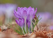 RHS GARDEN WISLEY, SURREY: PURPLE FLOWERS OF CROCUS TOMASINIANUS, BULBS, FEBRUARY, WINTER