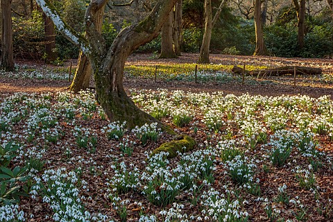 EVENLEY_WOOD_GARDEN_NORTHAMPTONSHIRE_SNOWDROPS_GROWING_IN_THE_WOODLAND_FEBRUARY_BULBS_DRIFTS_WHITE_F