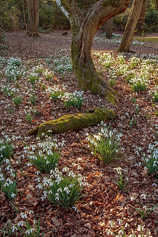 EVENLEY_WOOD_GARDEN_NORTHAMPTONSHIRE_SNOWDROPS_GROWING_IN_THE_WOODLAND_FEBRUARY_BULBS_DRIFTS_WHITE_F