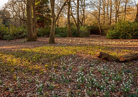 EVENLEY_WOOD_GARDEN_NORTHAMPTONSHIRE_SNOWDROPS_NARCISSUS_CYCLAMINEUS_GROWING_IN_THE_WOODLAND_FEBRUAR