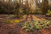 EVENLEY WOOD GARDEN, NORTHAMPTONSHIRE: SNOWDROPS, NARCISSUS CYCLAMINEUS GROWING IN THE WOODLAND, FEBRUARY, BULBS, DRIFTS, WHITE FLOWERS