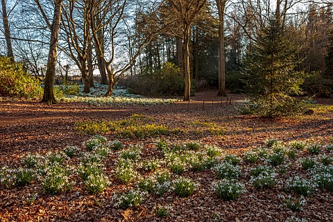 EVENLEY_WOOD_GARDEN_NORTHAMPTONSHIRE_SNOWDROPS_NARCISSUS_CYCLAMINEUS_GROWING_IN_THE_WOODLAND_FEBRUAR