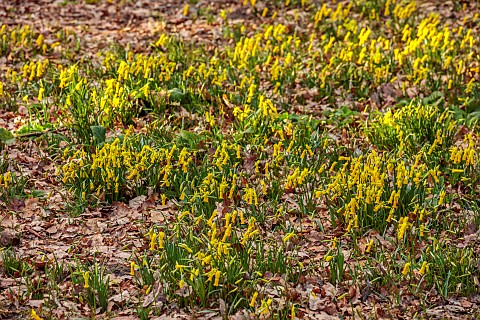 EVENLEY_WOOD_GARDEN_NORTHAMPTONSHIRE_YELLOW_FLOWERS_OF_NARCISSUS_CYCLAMINEUS_GROWING_IN_THE_WOODLAND