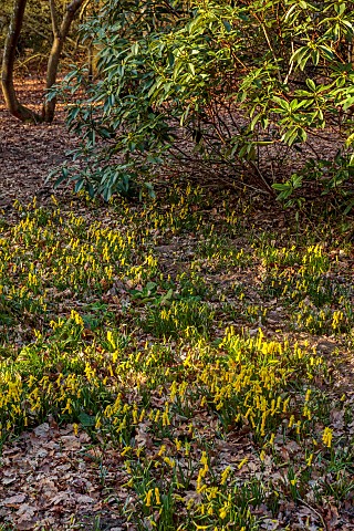 EVENLEY_WOOD_GARDEN_NORTHAMPTONSHIRE_YELLOW_FLOWERS_OF_NARCISSUS_CYCLAMINEUS_GROWING_IN_THE_WOODLAND