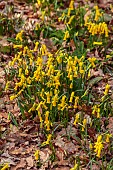 EVENLEY WOOD GARDEN, NORTHAMPTONSHIRE: YELLOW FLOWERS OF NARCISSUS CYCLAMINEUS GROWING IN THE WOODLAND, FEBRUARY, BULBS, DRIFTS