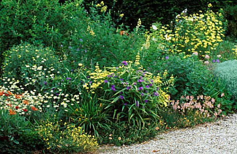 YELLOW_BORDER_AT_MEADOW_PLANTS_WITH_ROSAGOLDEN_WINGS__HELIANTHEMUMBOUGHTON_DOUBLE_YELLOW_LUPINS__ANT