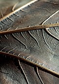 JESS WHEELER, NORTH WALES: DEFINED IMPRESSION OF THE REVERSE SIDE OF A FIG LEAF IN BRONZE