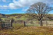 JESS WHEELER, NORTH WALES: THE VIEW TO AN OAK TREE AND WELSH HILLS FROM JESS WHEELERS FARM COTTAGE