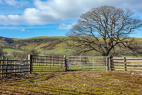 JESS_WHEELER_NORTH_WALES_THE_VIEW_TO_AN_OAK_TREE_AND_WELSH_HILLS_FROM_JESS_WHEELERS_FARM_COTTAGE